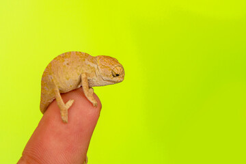 Macro shots, Beautiful Closeup , baby green chameleon at your fingertips in a summer garden