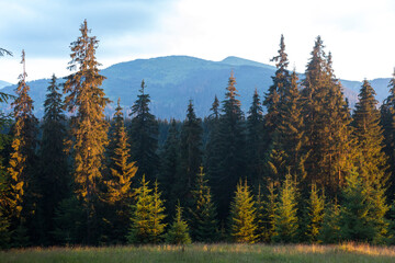 spruce forests in the Carpathian mountains in the sunset light