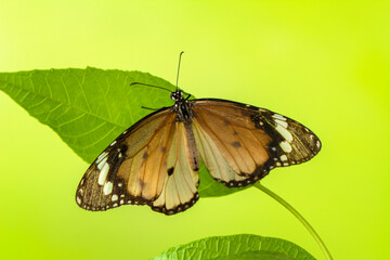 Macro shots, Beautiful nature scene. Closeup beautiful butterfly sitting on the flower in a summer garden.