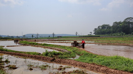Fototapeta premium Plough and in background is ripe rice paddy cow plowing field