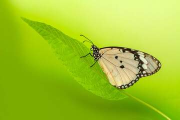 Macro shots, Beautiful nature scene. Closeup beautiful butterfly sitting on the flower in a summer garden.