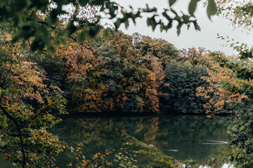 autumn in the forest