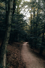 footpath in the woods