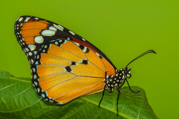 Obraz premium Macro shots, Beautiful nature scene. Closeup beautiful butterfly sitting on the flower in a summer garden.