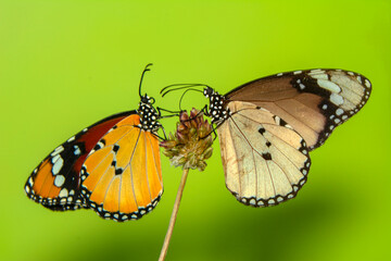 Macro shots, Beautiful nature scene. Closeup beautiful butterfly sitting on the flower in a summer garden.