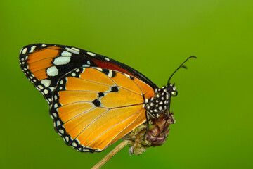 Macro shots, Beautiful nature scene. Closeup beautiful butterfly sitting on the flower in a summer garden.