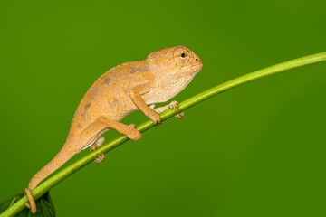 Macro shots, Beautiful nature scene , baby green chameleon sitting on flower in a summer garden.