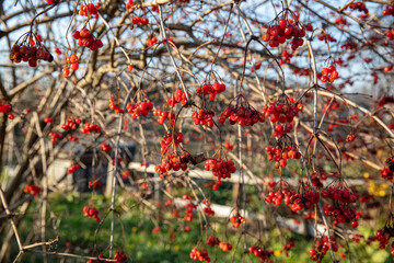 guelder rose. Red berries, Kalyna