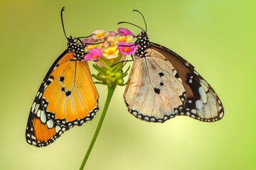 Macro shots, Beautiful nature scene. Closeup beautiful butterfly sitting on the flower in a summer garden.