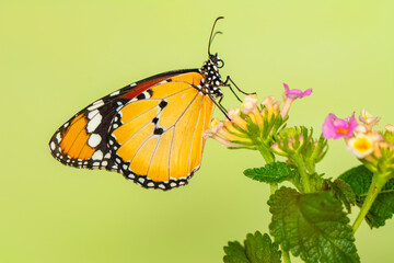 Macro shots, Beautiful nature scene. Closeup beautiful butterfly sitting on the flower in a summer garden.