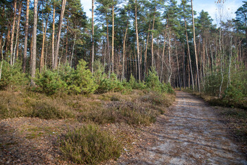 footpath in the forest
