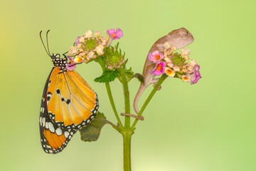 Amazing moment ,Large tropical butterfly and baby green chameleon sitting on flower in a summer garden.

