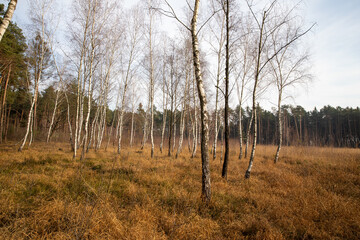 Trees. Birch trees. forest in autumn. 