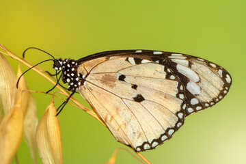 Macro shots, Beautiful nature scene. Closeup beautiful butterfly sitting on the flower in a summer garden.