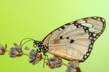 Macro shots, Beautiful nature scene. Closeup beautiful butterfly sitting on the flower in a summer garden.