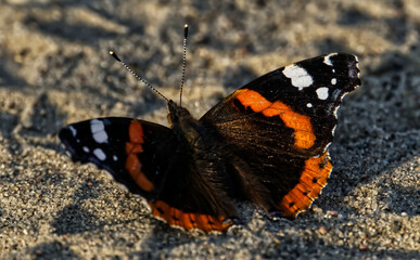 Der Admiral des Chillens