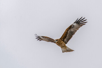 Japanese Black kite flying in heavy snow