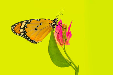 Macro shots, Beautiful nature scene. Closeup beautiful butterfly sitting on the flower in a summer garden.