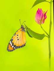 Macro shots, Beautiful nature scene. Closeup beautiful butterfly sitting on the flower in a summer garden.