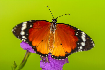 Macro shots, Beautiful nature scene. Closeup beautiful butterfly sitting on the flower in a summer garden.
