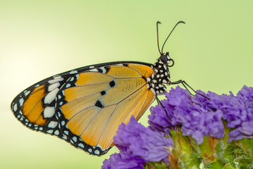Macro shots, Beautiful nature scene. Closeup beautiful butterfly sitting on the flower in a summer garden.
