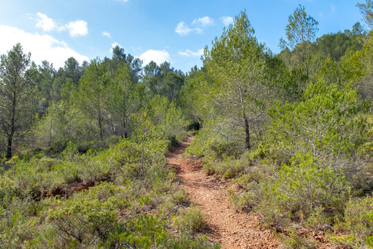 A trail in southern France scrubland