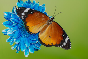 Macro shots, Beautiful nature scene. Closeup beautiful butterfly sitting on the flower in a summer garden.