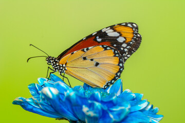 Macro shots, Beautiful nature scene. Closeup beautiful butterfly sitting on the flower in a summer garden.