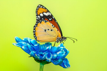Macro shots, Beautiful nature scene. Closeup beautiful butterfly sitting on the flower in a summer garden.