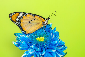 Macro shots, Beautiful nature scene. Closeup beautiful butterfly sitting on the flower in a summer garden.