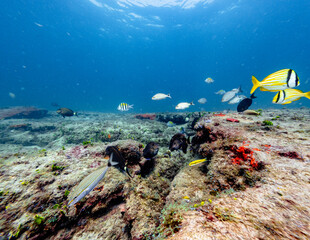 Coral reef with fish in ocean