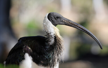 Close up portrait of a straw-necked ibis bird in a park