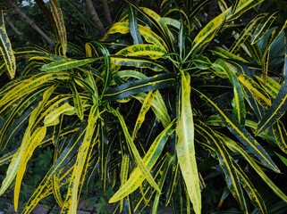 Codiaeum variegatum, puring, pudding or kroton are popular garden ornamental plants in the form of shrubs with very varied leaf shapes and colors.