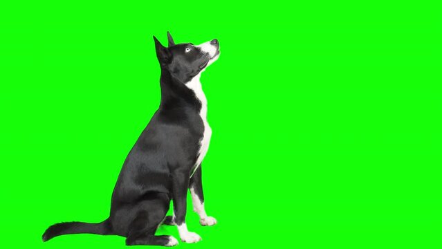 4k black and white mixed breed dog on green screen isolated with chroma key. Dog sitting down, looking to the right