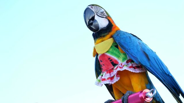 Slow motion close up of cute Blue and Yellow macaw with dress outdoors during sunny day.