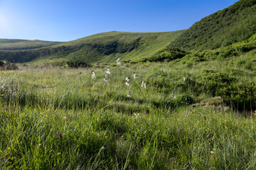 Fototapeta na wymiar White meadow flowers under a green mountain peak