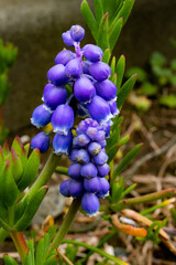紫色の沢山の蕾のような花