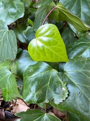 Green leaves with variations of green color