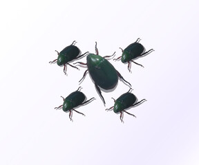 set of beetle