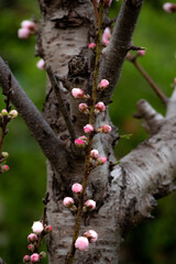 八重桜の蕾と花と幹と枝