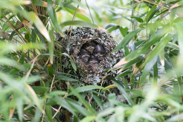 Long tailed tit nest 
