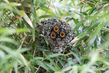 Long tailed tit bird nest