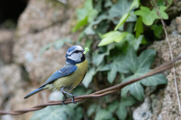 Obraz premium Blue tit and insect in beak