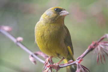 yellow bird