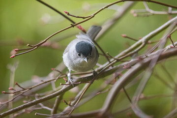 white dove perched on a branch