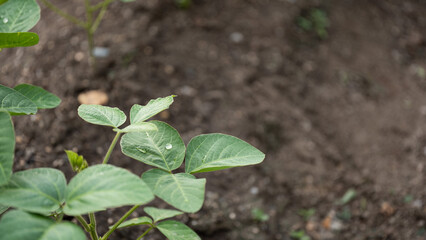 畑にできた枝豆の葉っぱにつく水滴