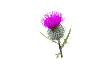 Purple thistle flower isolated transparent png. Cirsium flowering plant,aster family, Asteraceae.