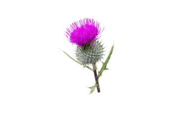 Purple thistle flower isolated transparent png. Cirsium flowering plant,aster family, Asteraceae.