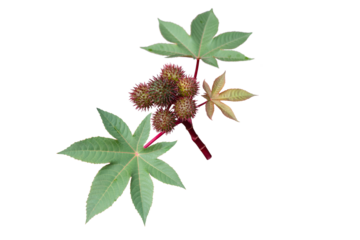 Castor oil plant with seed capsules and leaves isolated transparent png. Ricinus communis fruits.