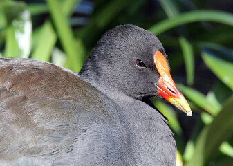 Close up portrait of a dusky moorhen bird